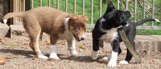 Click for large image