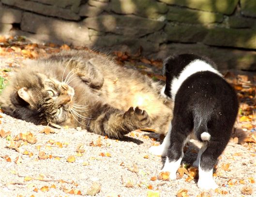 Click for large image