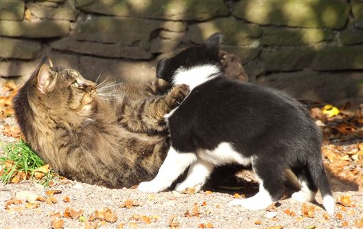 Click for large image