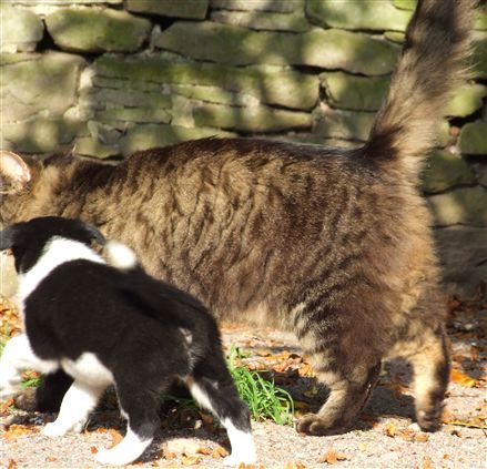 Click for large image