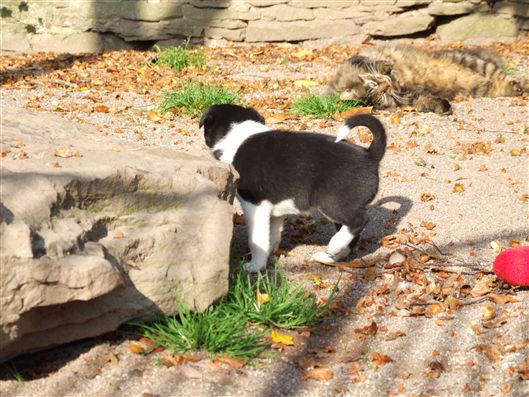 Click for large image