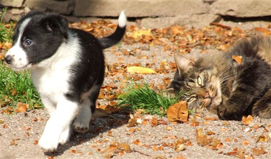 Click for large image