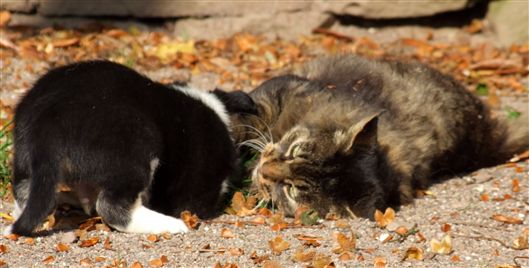 Click for large image