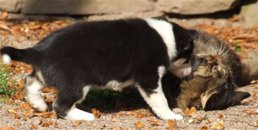 Click for large image