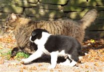 Click for large image