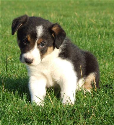 Click for large image