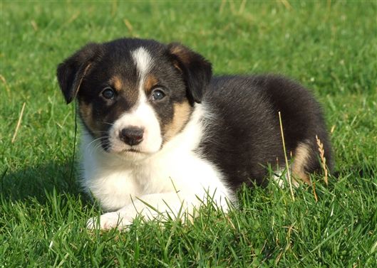 Click for large image