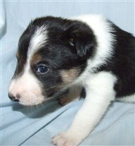 Click for large image