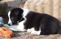 Click for large image