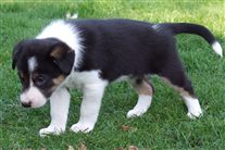 Click for large image