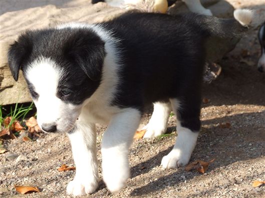 Click for large image