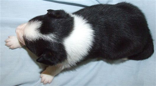 Click for large image