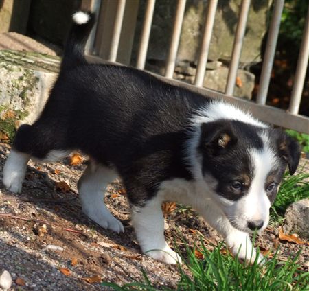 Click for large image