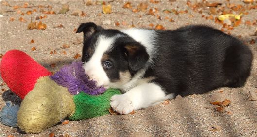 Click for large image