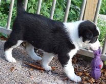 Click for large image