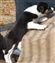 Bee x Guy pup no 3  30-09-2011 10-27-34.JPG
