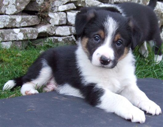 Click for large image