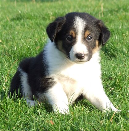 Click for large image