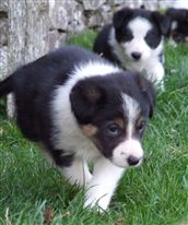 Click for large image