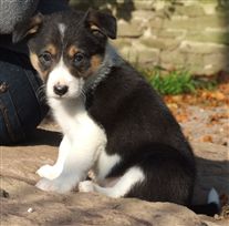 Click for large image