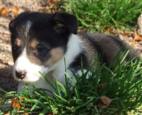 Click for large image