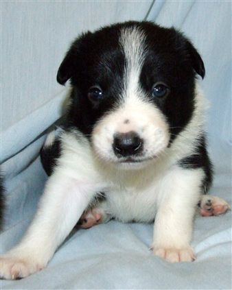 Click for large image