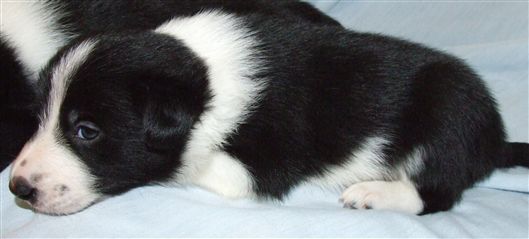 Click for large image