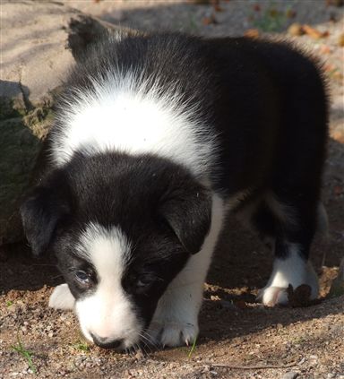 Click for large image