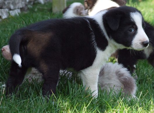 Click for large image