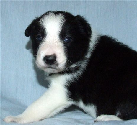 Click for large image