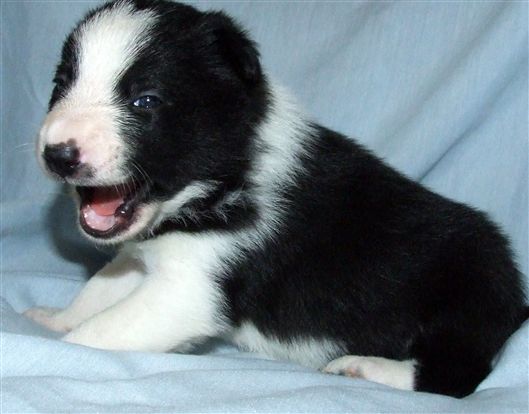 Click for large image