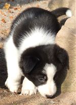 Click for large image