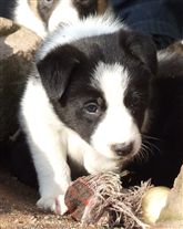 Click for large image