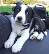 Click for large image