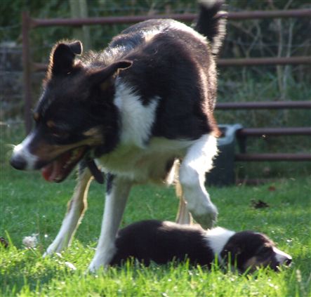 Click for large image