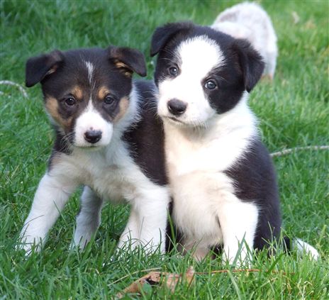 Click for large image