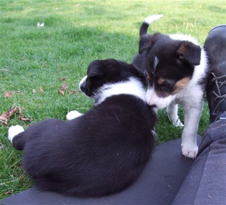 Click for large image