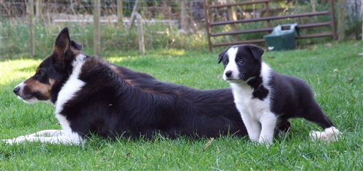 Click for large image