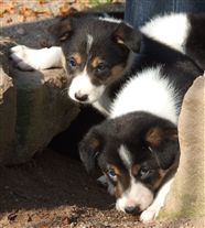 Click for large image