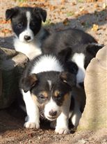 Click for large image