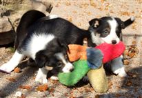 Click for large image