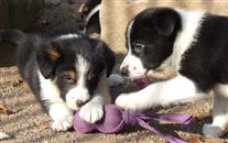 Click for large image