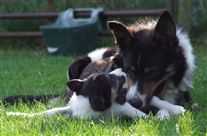 Click for large image