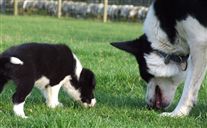 Click for large image