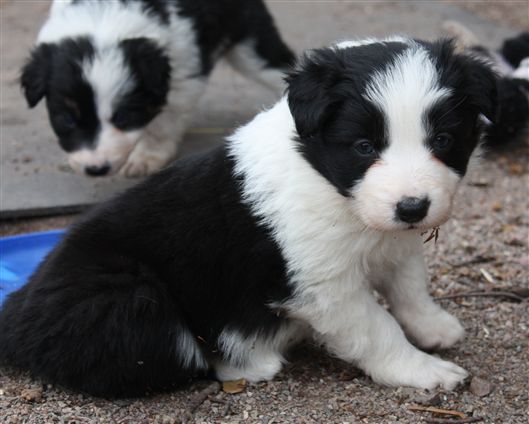 Click for large image