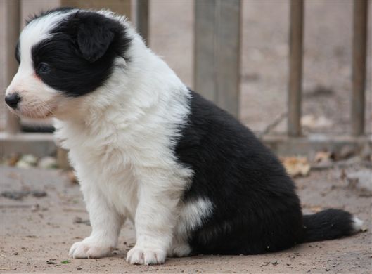 Click for large image