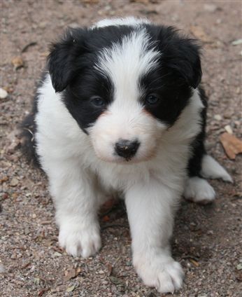 Click for large image