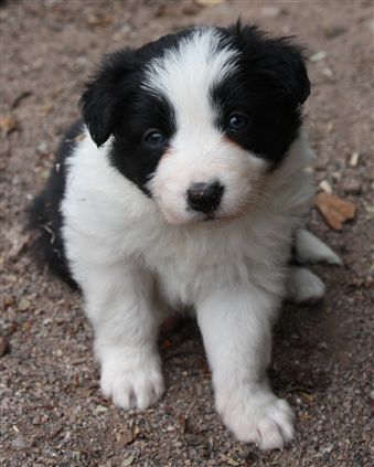 Click for large image