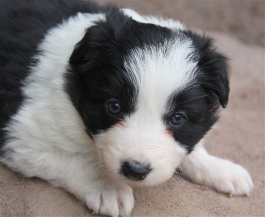 Click for large image