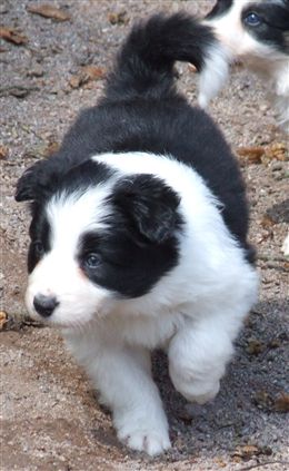 Click for large image